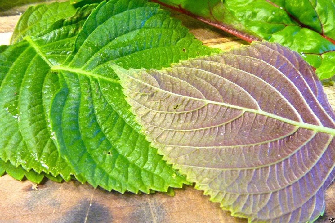 Green Perilla herb seeds