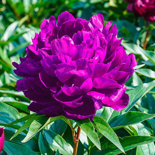 Purple Peony Flower Seeds for Planting – Heirloom Non-GMO, High Germination Organic Garden Seeds