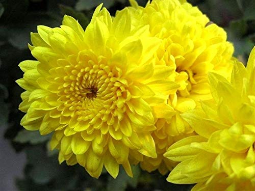 Yellow Chrysanthemum Flower Seeds – Heirloom, Non-GMO, High Germination Seeds