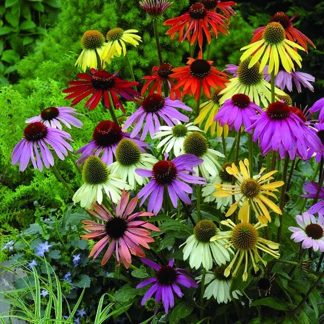 Mixed Cone Flower Seeds for Planting – Heirloom Non-GMO High Germination Seeds