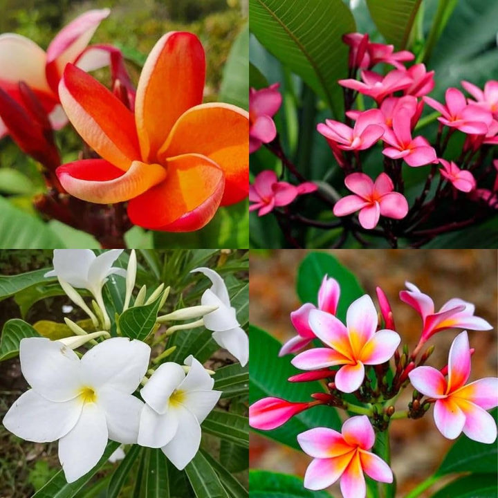 Mixed Color Plumeria Flower Seeds – Heirloom, Non-GMO, High Germination Organic Garden Seeds for Planting