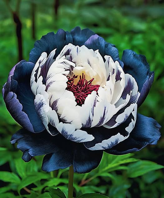 Black White Peony Flower Seeds – Heirloom, Non-GMO, High Germination Seeds