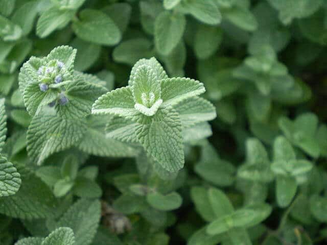 Green Cat Mint Plant Seeds Heirloom Non-GMO High Germination Seeds for Planting Organic Garden Seeds