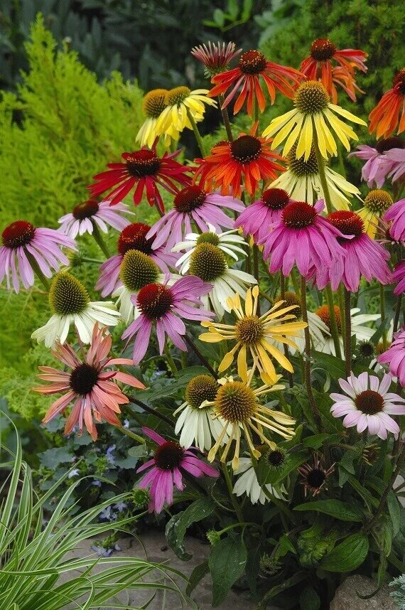 Mixed Cone Flower Seeds for Planting – Heirloom Non-GMO High Germination Seeds