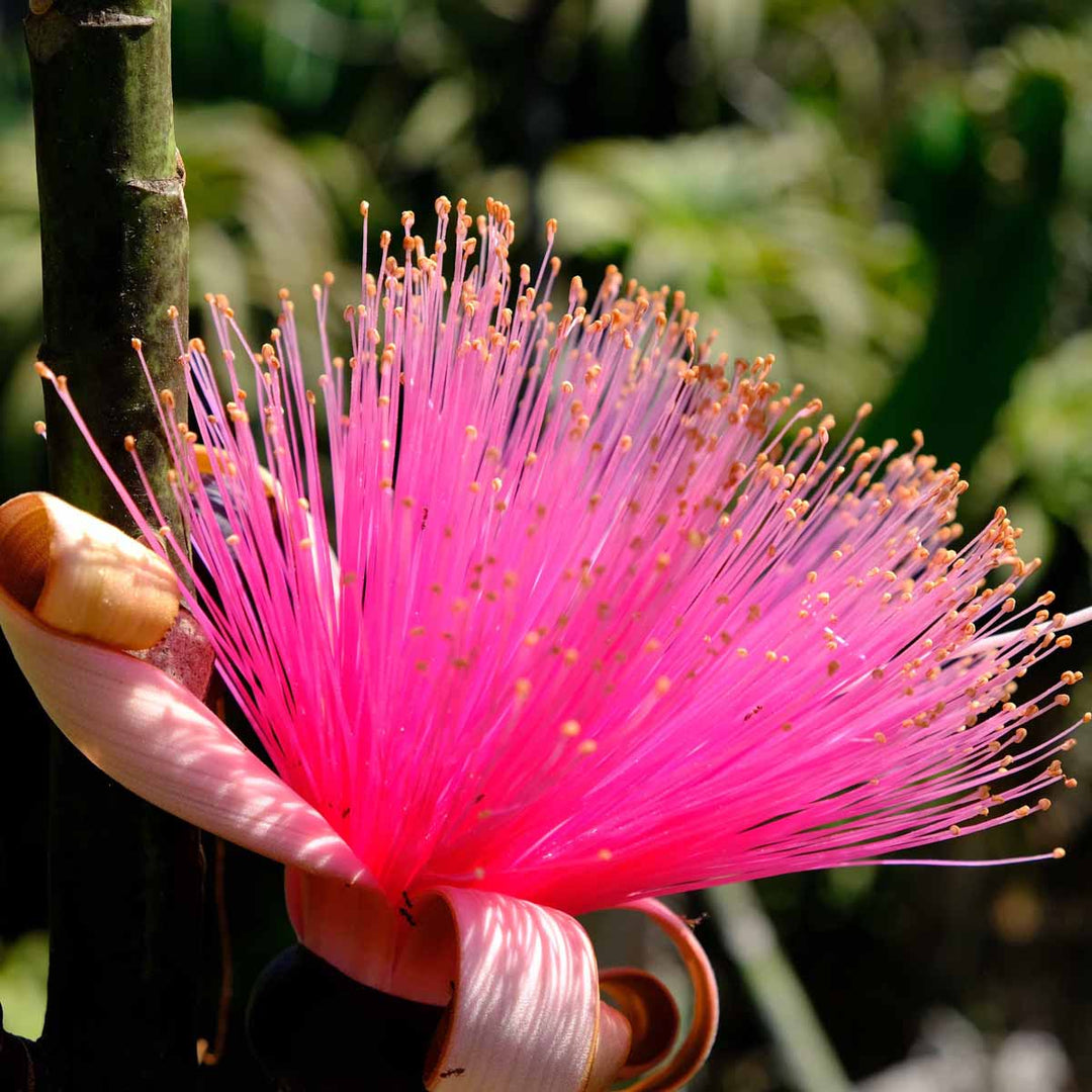 Ellipticum Flower Seeds Pink – Heirloom Non-GMO High Germination Garden Seeds