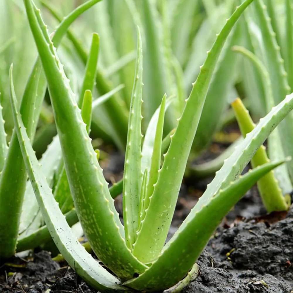 Aloe Plant herb seeds