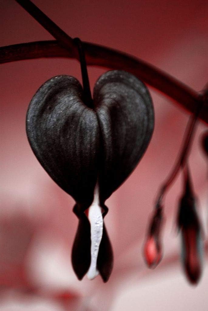 Black Bleeding Heart Flower Seeds for Planting – Heirloom Non-GMO Organic Garden Seeds