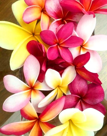 Mixed Frangipani Flower Seeds – Heirloom Non-GMO High Germination Seeds