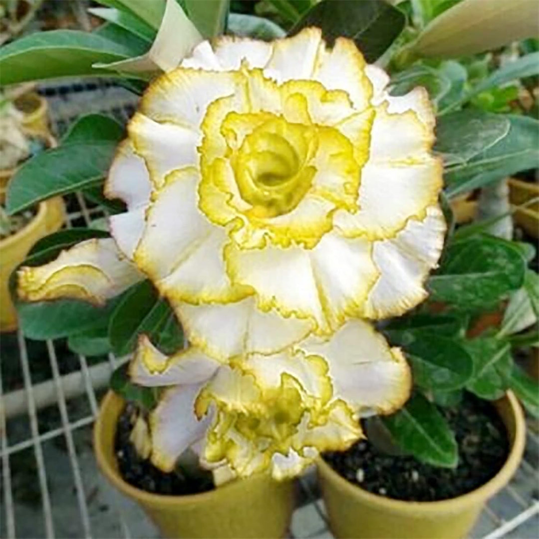 yellow sinmanee flower seeds