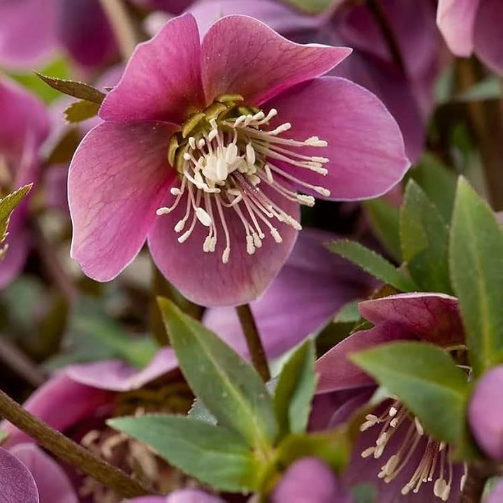 Helleborus Flower Seeds Pink – Heirloom, Non-GMO High Germination Seeds for Planting | Organic Garden Seeds