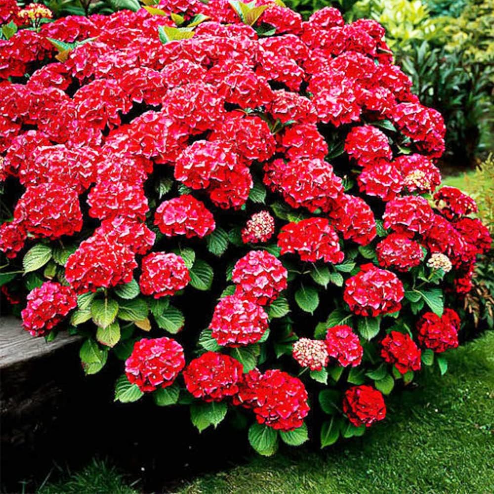 red for flower seeds