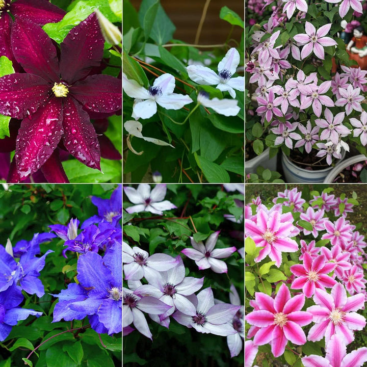 Mixed Clematis Flower Seeds – Heirloom, Non-GMO, High Germination Seeds