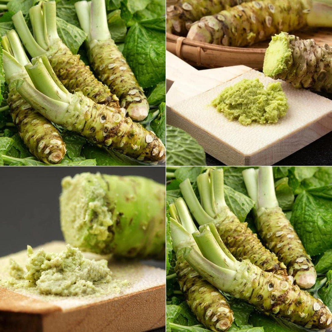 Daruma Wasabi herb seeds