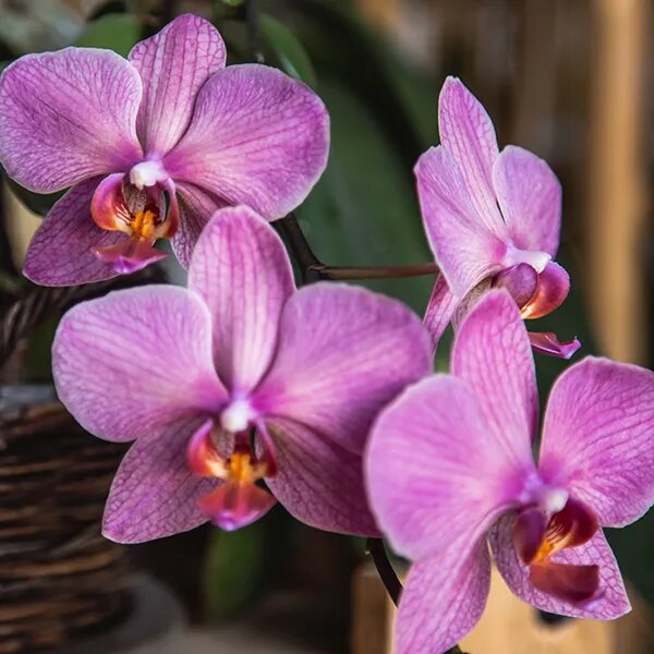 Orchid Flower Seeds Pink – Heirloom, Non-GMO, High Germination Seeds