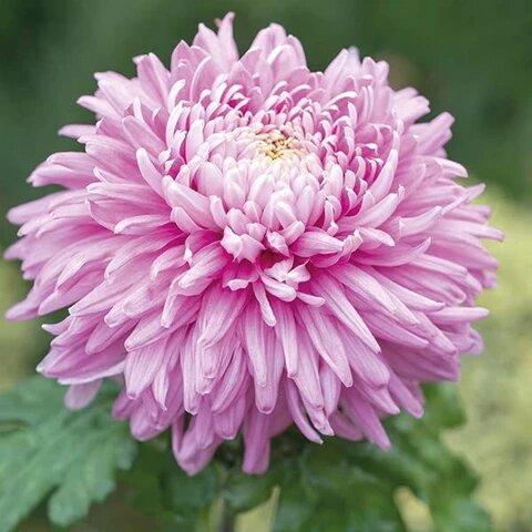 Chrysanthemum Flower Seeds Light Pink – Heirloom Non-GMO High Germination