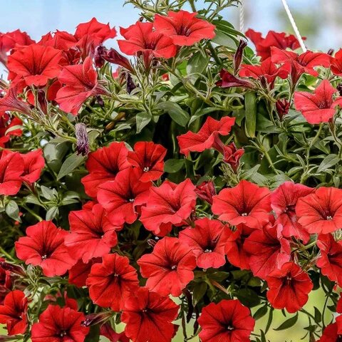 Red Calibrachoa Petunia Flower Seeds – Heirloom, Non-GMO, High Germination Seeds for Planting