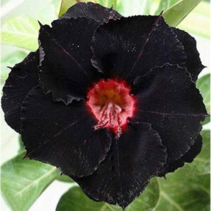 Black Adenium Flower Seeds for Planting – Heirloom, Non-GMO, Organic Garden Seeds