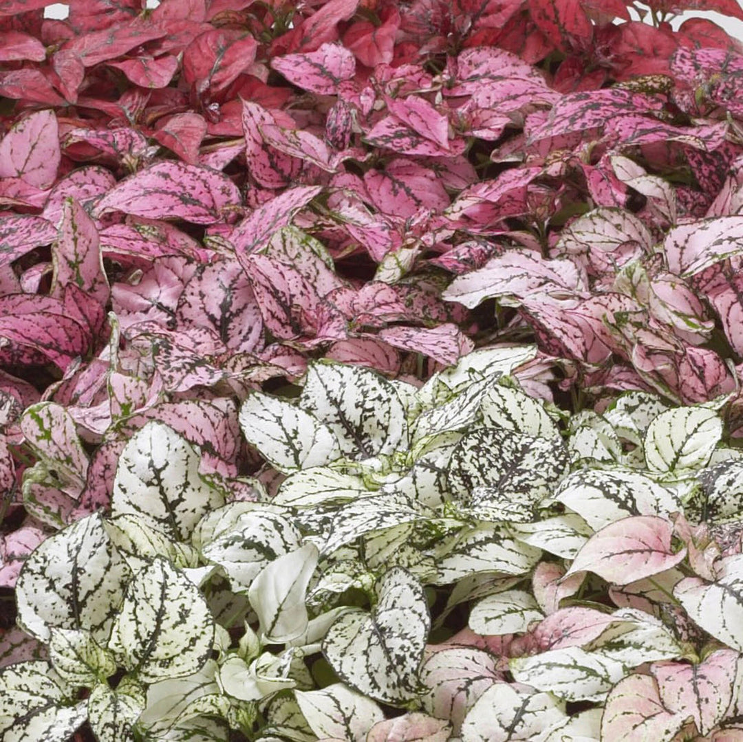 Hypoestes Flower Seeds Mixed – Heirloom, Non-GMO, High Germination Seeds