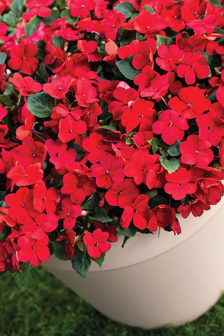 Semillas de impatiens gigantes rojas – Reliquia, sin OMG, semillas de alta germinación