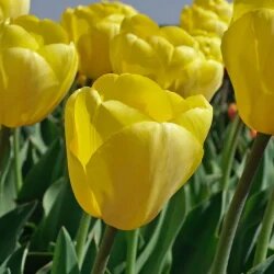 Giant Tulip Flower Seeds Yellow – Heirloom, Non-GMO, High Germination Seeds