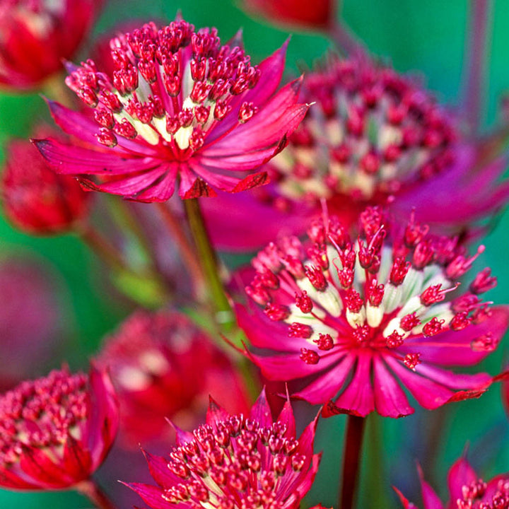 Red Astrantia Flower Seeds for Planting Heirloom Non-GMO High Germination Organic Garden Seeds