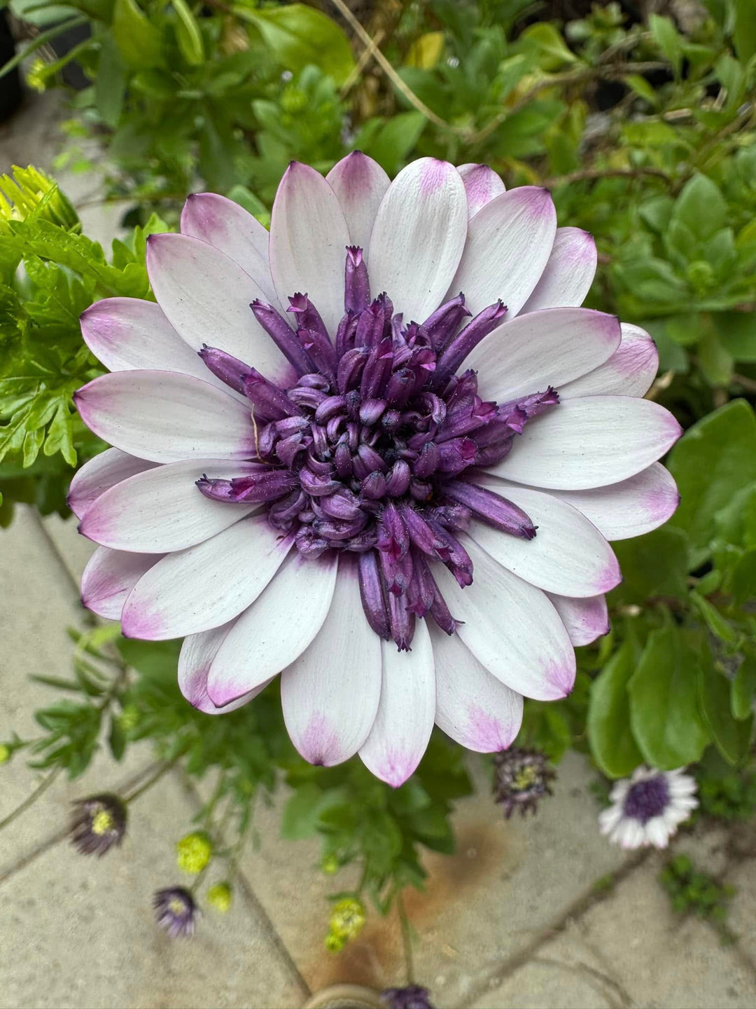 Weiße-Lila Osteospermum Blumensamen – Alte Sorte, gentechnikfrei, hohe Keimfähigkeit, Bio-Gartensamen zum Pflanzen