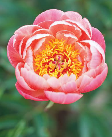 Orange Peony Flower Seeds – Heirloom, Non-GMO, High Germination Seeds
