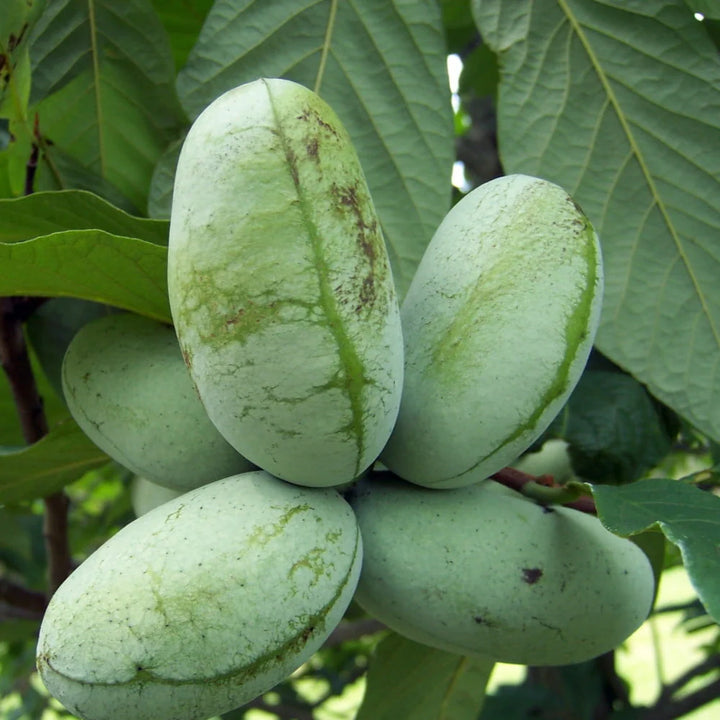 Green Asimina Seeds (Pawpaw) for Planting - Heirloom and Non-GMO – Rare Tropical Fruit Seeds for Home Gardening