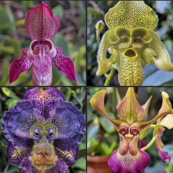 Mixed Dracula Orchid Flower Seeds – Heirloom, Non-GMO, High Germination Seeds
