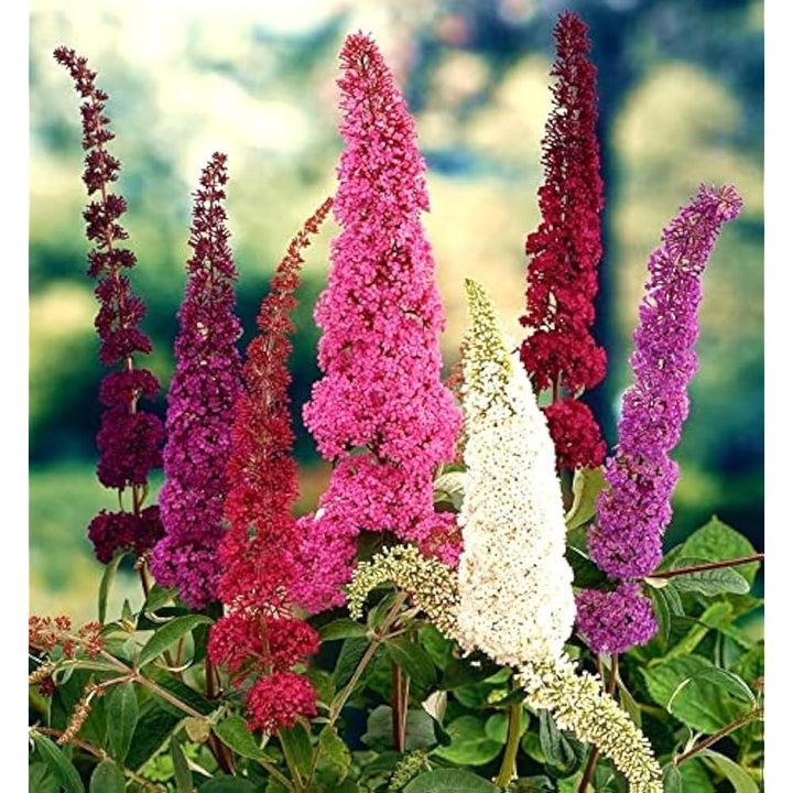 Buddleja Flower Seeds Mixed – Heirloom, Non-GMO, High Germination Seeds