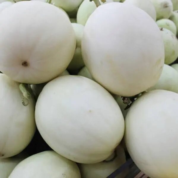Cantaloupe Seeds White – Heirloom, Non-GMO, High Germination Organic Garden Seeds