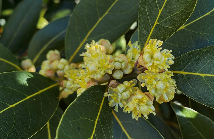 Laurus Flower Seeds – Heirloom, Non-GMO, High Germination Organic Seeds
