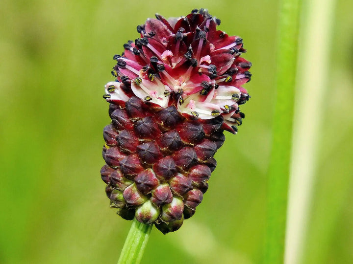 Maroon Organic Sanguisorba Flower Seeds – Heirloom, Non-GMO, High Germination Seeds