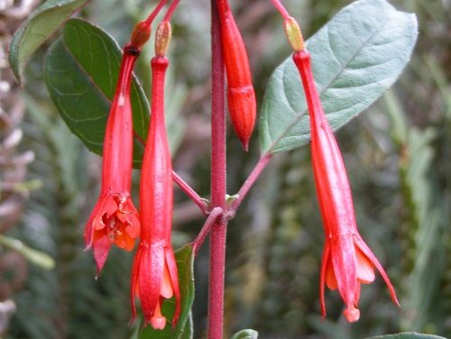 Red Fuchsia Flower Seeds – Heirloom, Non-GMO, High Germination Organic Seeds