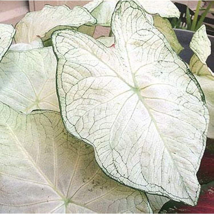 Caladium Flower Seeds White – Heirloom, Non-GMO, High Germination Seeds, Seeds for Planting, Organic Garden Seeds