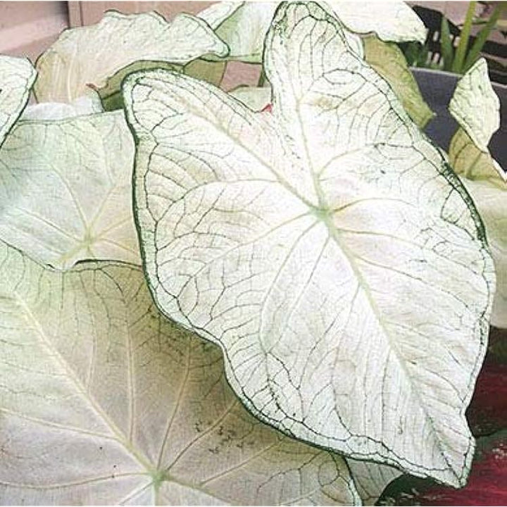 Caladium Flower Seeds White – Heirloom, Non-GMO, High Germination Seeds, Seeds for Planting, Organic Garden Seeds