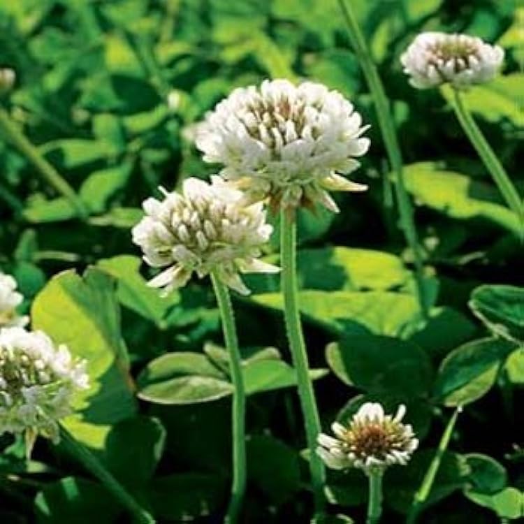 clover trifolium flower seeds