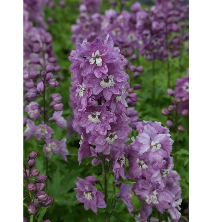 Delphinium Purple Flower Seeds for Planting Heirloom Non-GMO High Germination Organic Garden Seeds