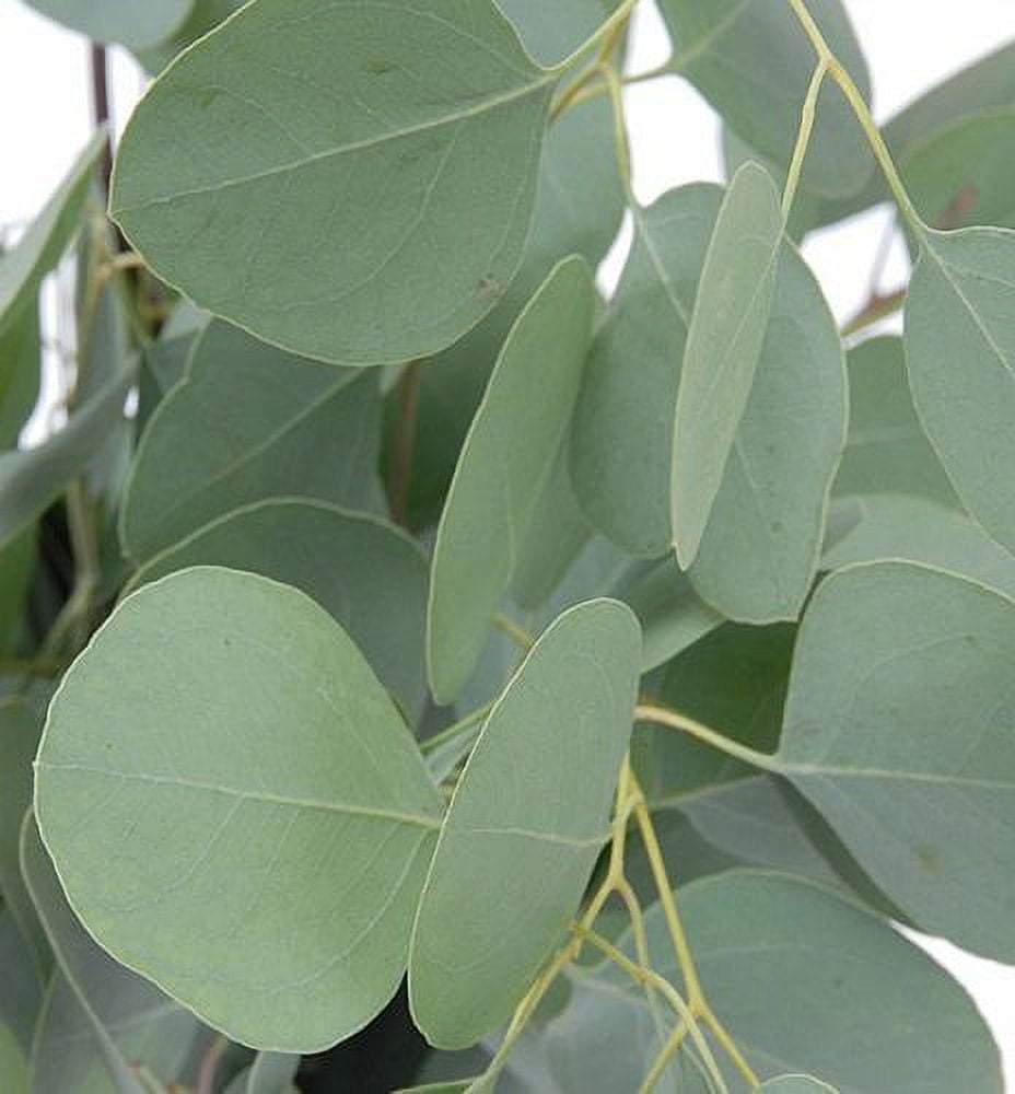 Silver Eucalyptus herb seeds