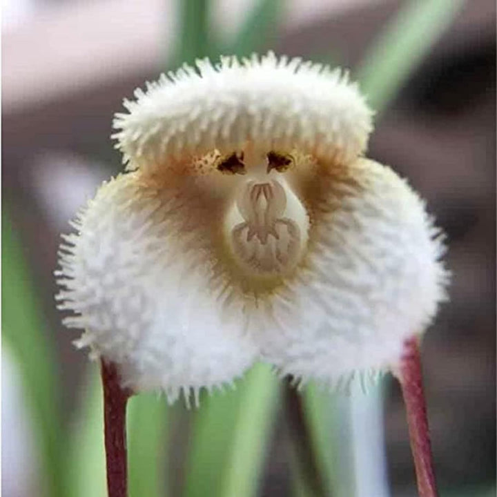 Semillas de orquídea mono blanca – Variedad antigua, no transgénica, de alta germinación, semillas orgánicas para plantar en el jardín