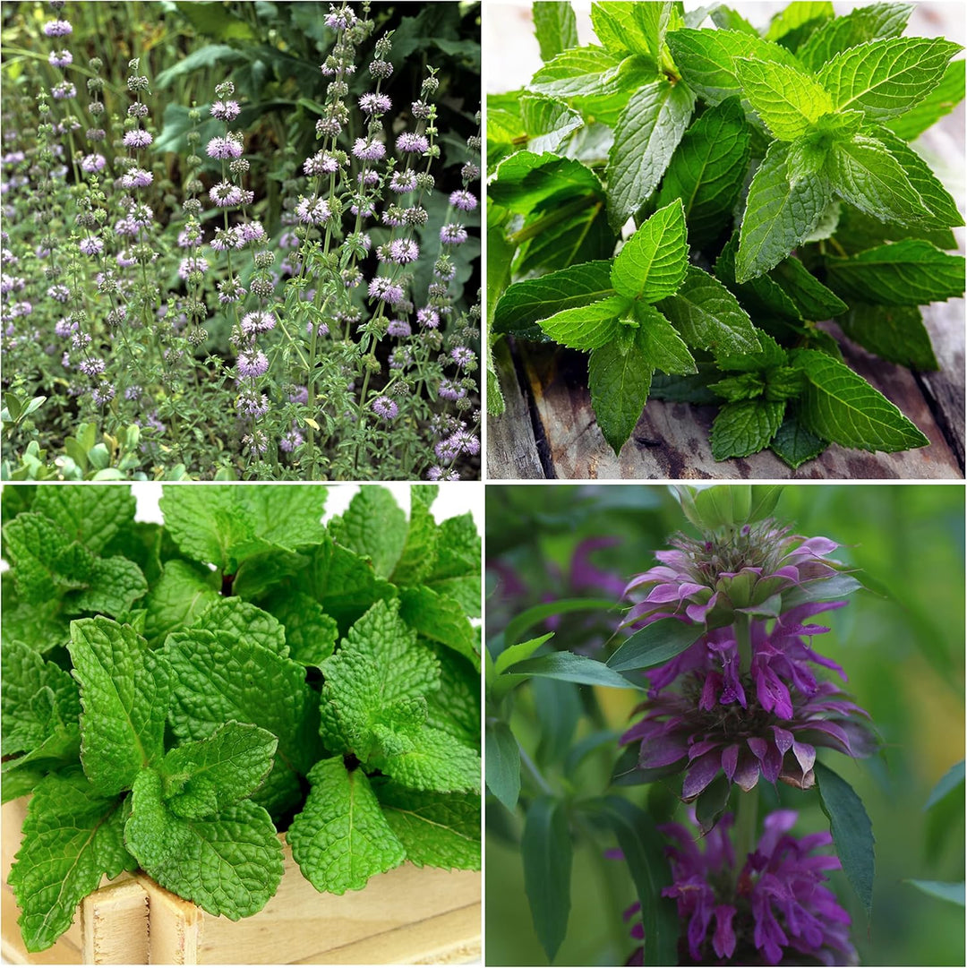 Japanese Mint herb seeds