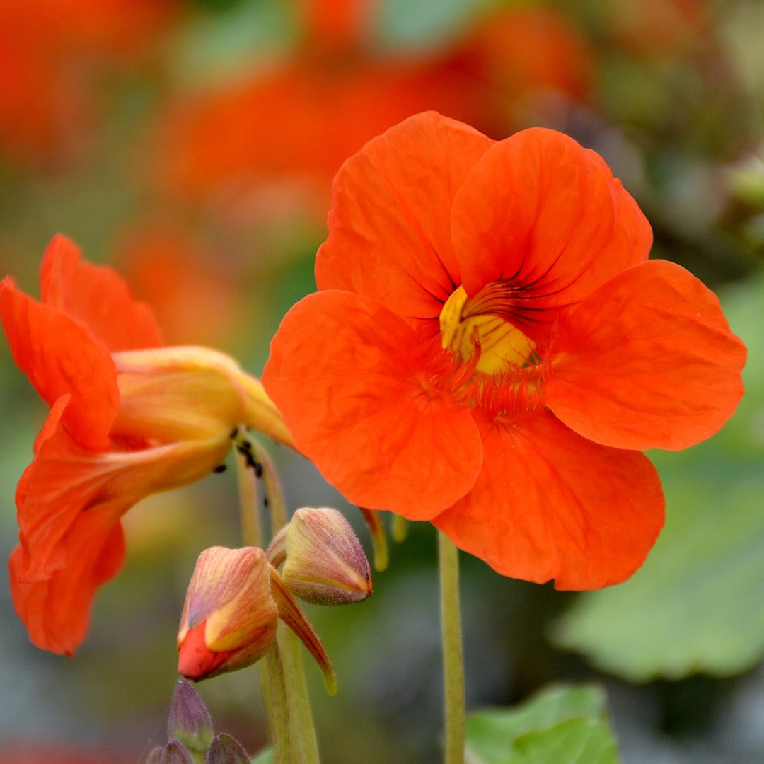 Orange Nasturtium Flower Seeds – Heirloom, Non-GMO, High Germination Seeds