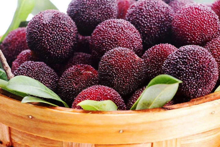 Red Myrica Fruit Seeds for Planting – Heirloom Non-GMO High Germination Organic Garden Seeds