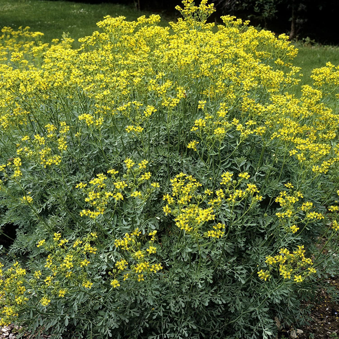 Ruta Graveolens herb seeds