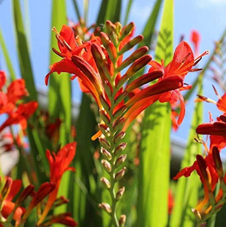 Crocosmia Red Flower Seeds for Planting – Heirloom, Non-GMO, High Germination Organic Garden Seeds