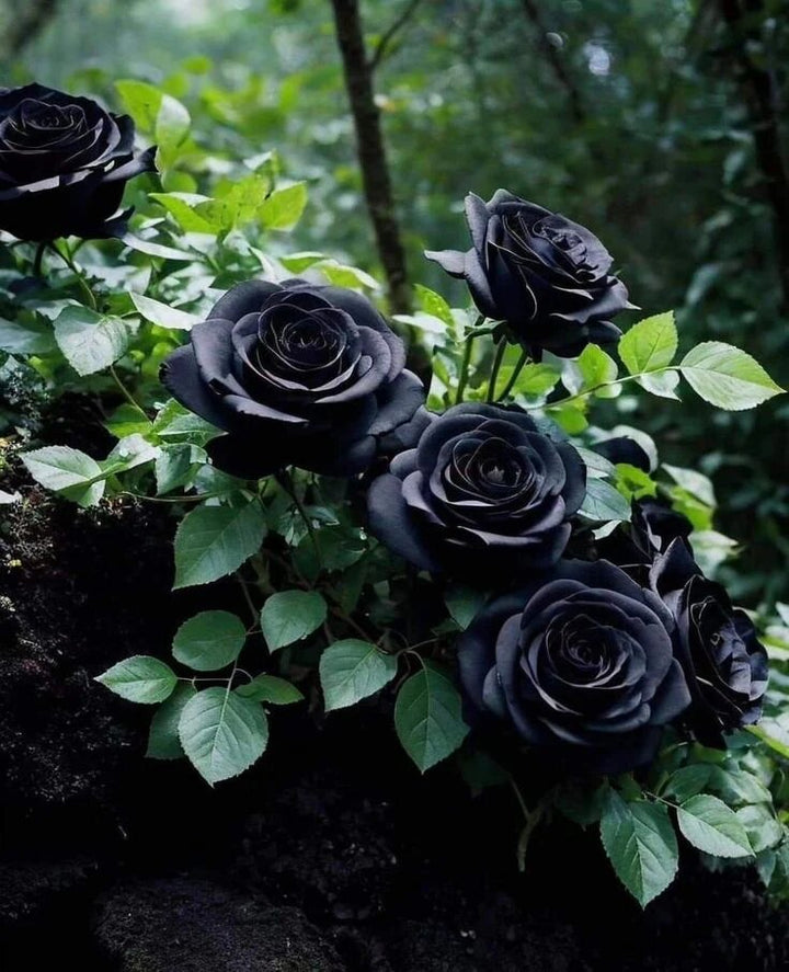 Giant Blooming Rose Flower Seeds Black – Heirloom, Non-GMO, High Germination Seeds