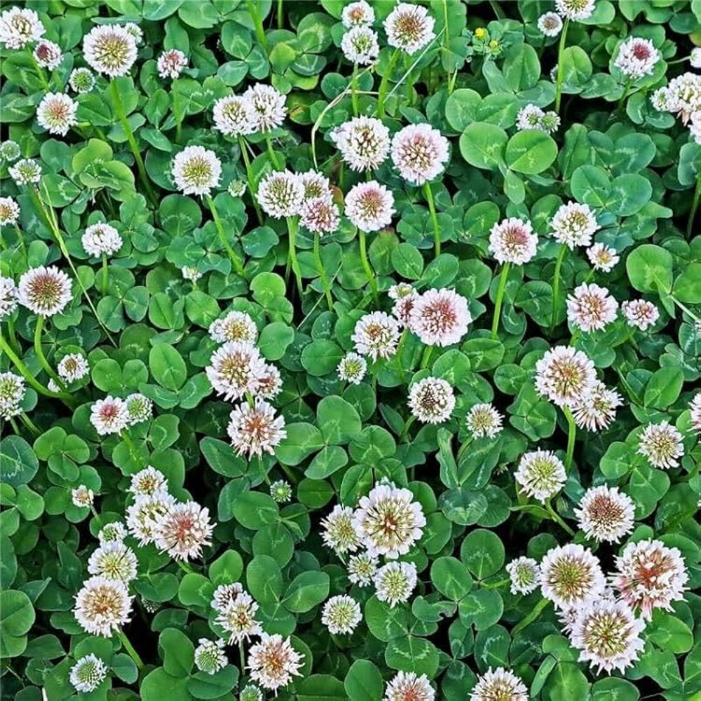 ladino clover flower seeds