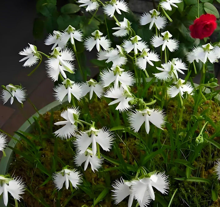 White Egret Orchid Flower Seeds – Heirloom Non-GMO High Germination Organic Seeds