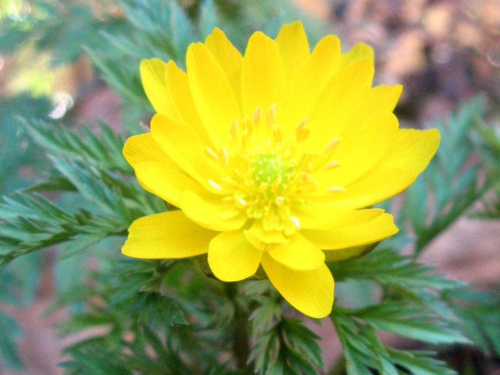 Yellow Adonis Flower Seeds for Planting – Heirloom Non-GMO High Germination Organic Garden Seeds