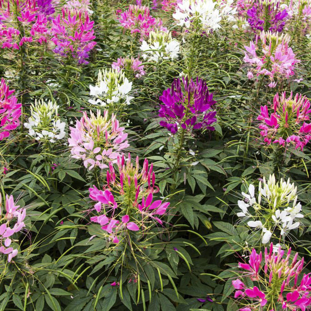 queen mix flower seeds